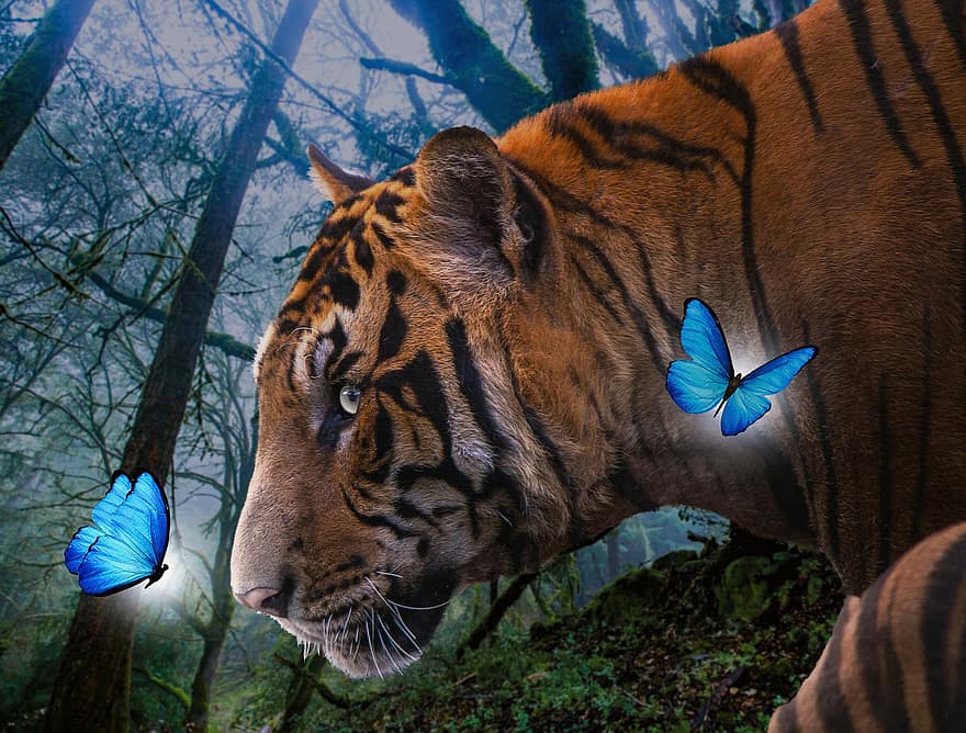बाघ, तितलियों, जंगल, कीट, प्रकृति, वन्यजीव, पंख, जंगली, वातावरण, जानवर, सस्तन प्राणी