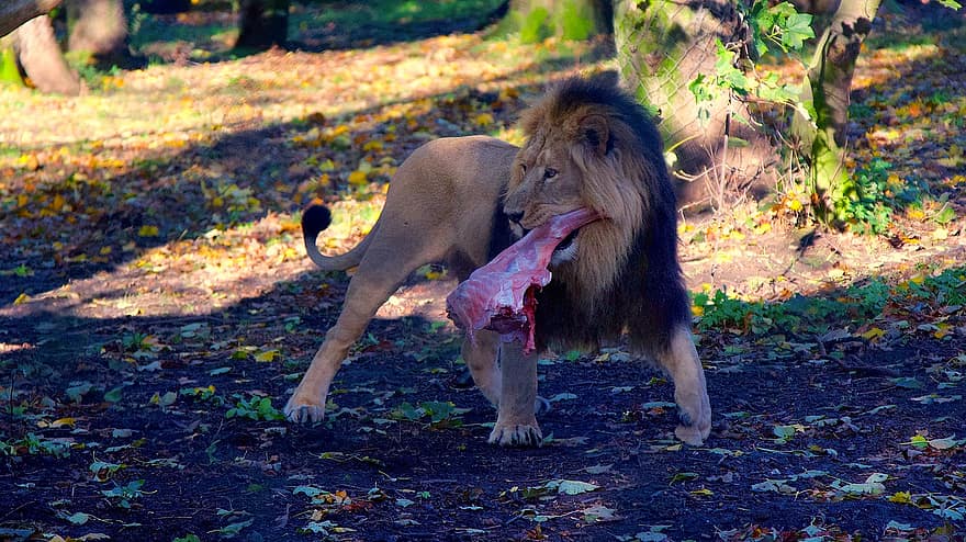 sư tử, thú vật, Ăn, bờm, động vật có vú, động vật ăn thịt, động vật hoang dã, safari, vườn bách thú, nhiếp ảnh động vật hoang dã, hoang vu
