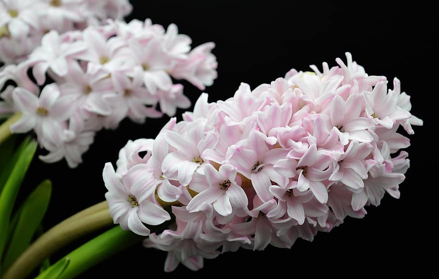 hiacintas, gėlės, augalų, hyacinthus orientalis, pavasario gėlės, rožinės gėlės, žydi, žiedas, pavasaris, flora, gražus