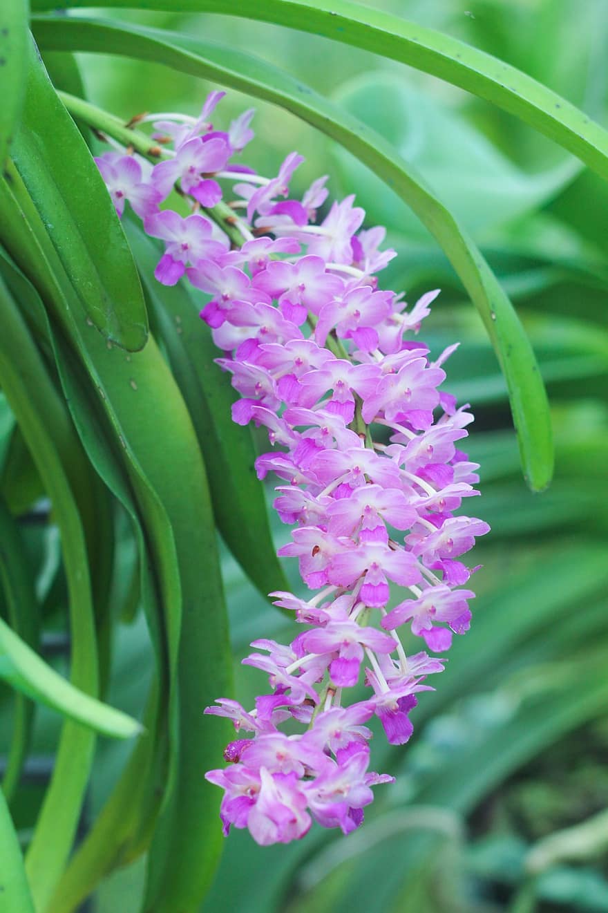 orhideja, purpura ziedi, ziedi, dārzs, raksturs, augu, tuvplāns, zieds, lapas, vasarā, ziedu galva