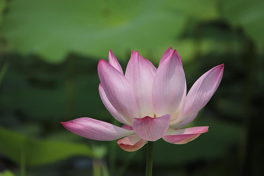 Lotus, Flower, Pink Flower, Pink Petals, Plant, Water Lily, Aquatic Plant, Flora, Blooming, Blossoming, Nature