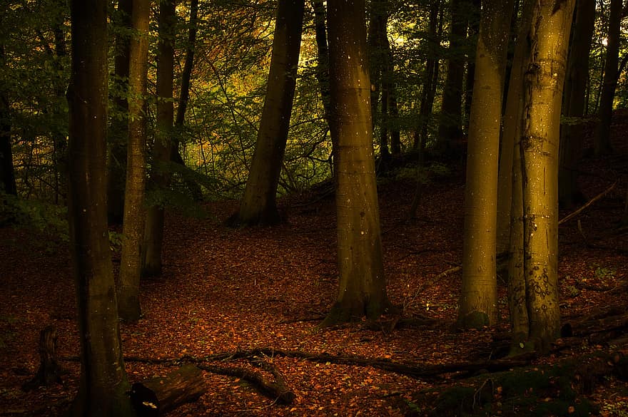 гора, мистична, тайнствен, природа, тъмна гора, дървета, листа
