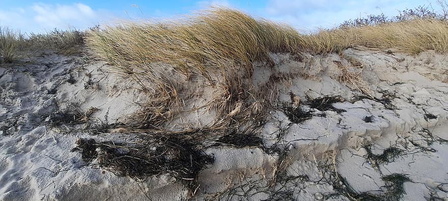 dune, herbe de mer, plage, printemps, le sable, vent, Fehmarn, mer Baltique, orage, herbe, la nature
