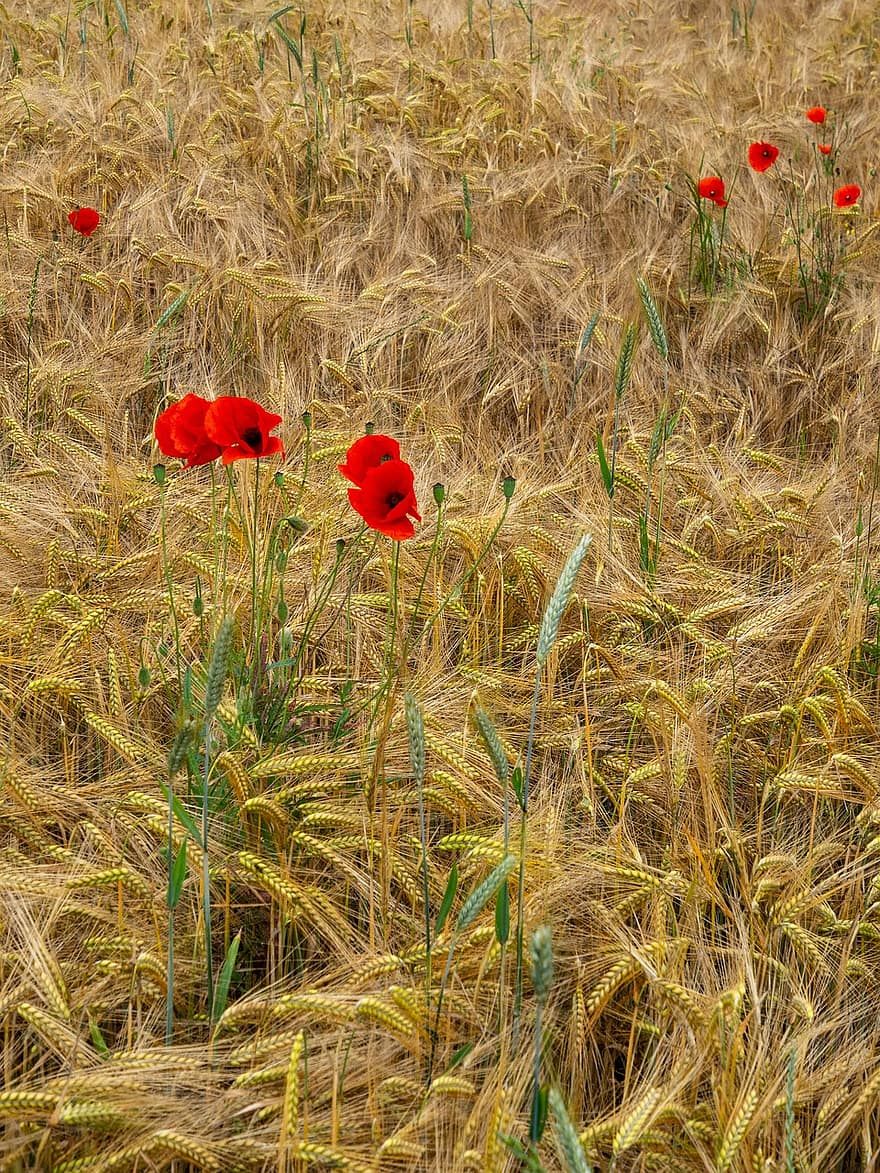 Field, Grain, Crop, Poppy, Red, Brown, Yellow, Group, Solitaire, Background