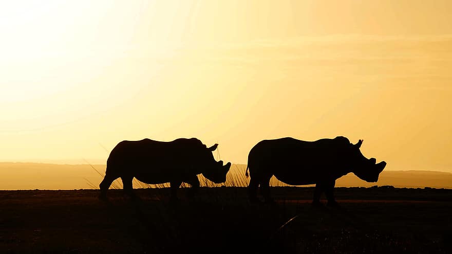 rinoceronte, fauna silvestre, puesta del sol, animales, África, naturaleza, puesta de sol, oscuridad, vaca, granja, ganado
