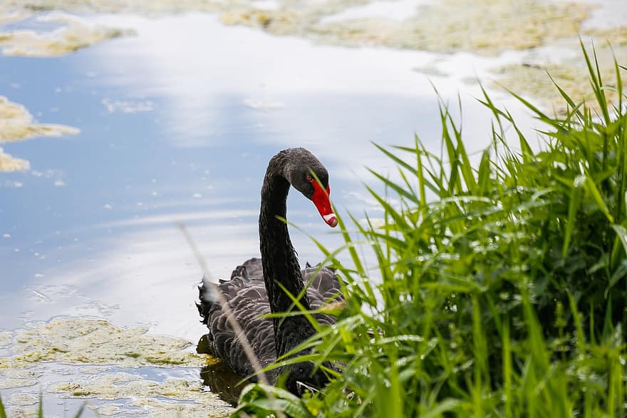 cisne, AVE acuática, cuenta, negro, hierba, agua, naturaleza, elegante, nadar, animal, cisne negro
