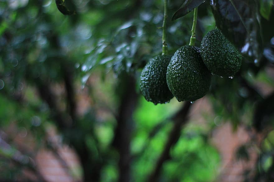 avocado, avocado træ, frugter