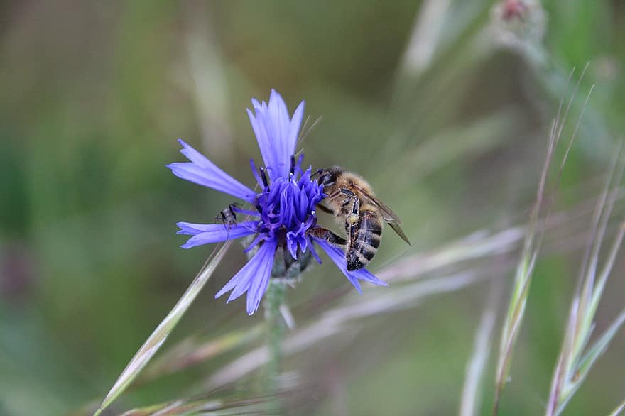 бджола, волошка, запилення, ехінацея, пурпурна квітка, квітка, цвітіння, природи, комаха, впритул, літо