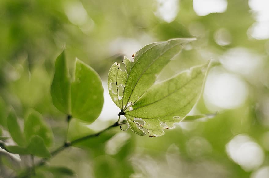 Green Leaves, Foliage, Trees, Nature, Landscape, leaf, green color, plant, close-up, freshness, summer
