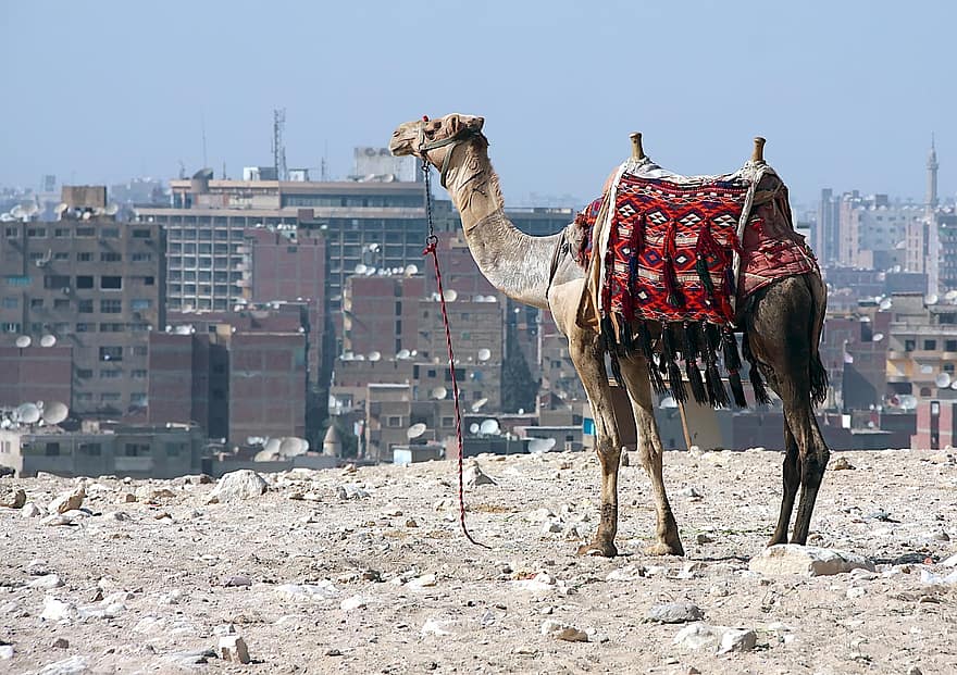 Sáhara, turismo, viaje, vista, increíble, camello, dromedar, equitación, Egipto, Giza, Desierto
