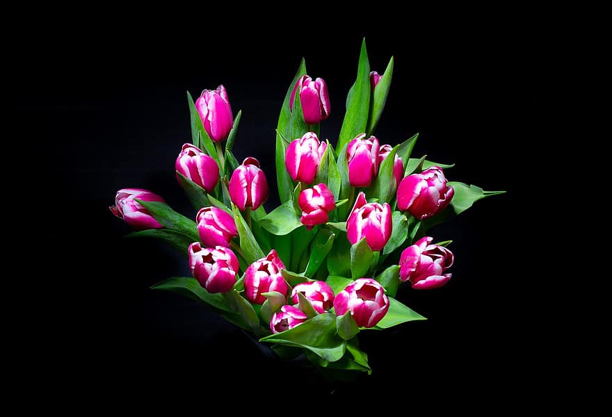 チューリップ、花束、フラワーズ、花びら、束、春、フローラル、花屋、咲く、花、カラフル