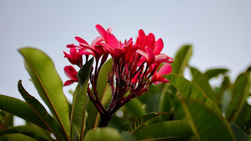 frangipani, virágok, fa, plumeria, piros virágok, virágzás, bimbó, bokor, természet, kert, növénytan