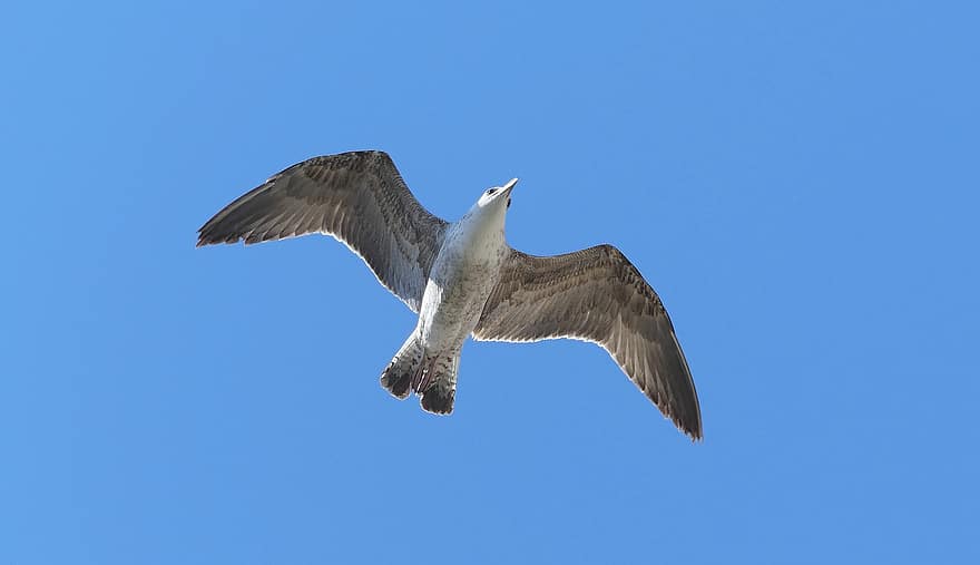 Seagull, Bird, Flying Bird, Sky, Avian, Ornithology, flying, blue, animals in the wild, beak, feather