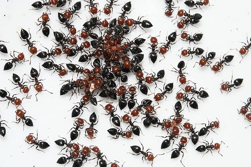 mravenci, hmyz, společenství, entomologie, zvíře