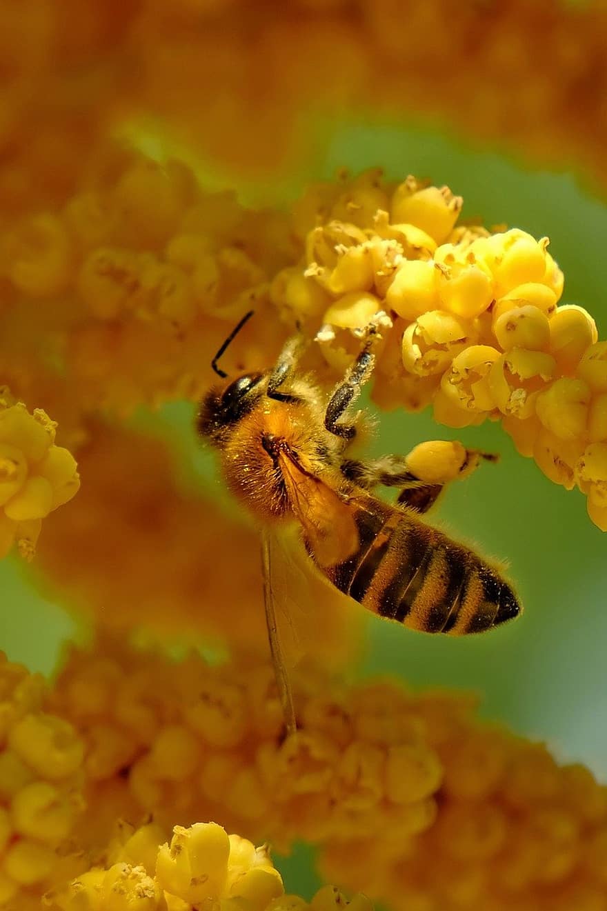 blomst, honningbie, pollinering, Bie, pollen, bakgrunns, entomologi, insekt, makro, gul, nærbilde
