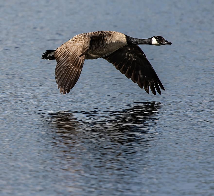 Canada Goose, fugl, flying, innsjø, gås, vannfugler, vannfugl, akvatisk fugl, dyr, vinger, fjær