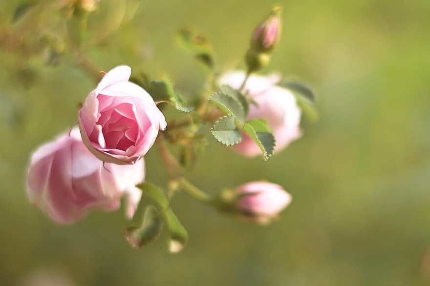 rosa, flors, rosa salvatge, flor, planta, romàntic, planta ornamental, primer pla