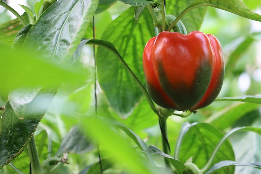 Bell Pepper, Fruit, Plant, Capsicum, Food, Vegetable, Organic