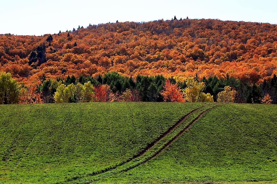 hora, stromy, podzim, les, pole, pastvina, Příroda, venkovské scény, strom, zelená barva, krajina