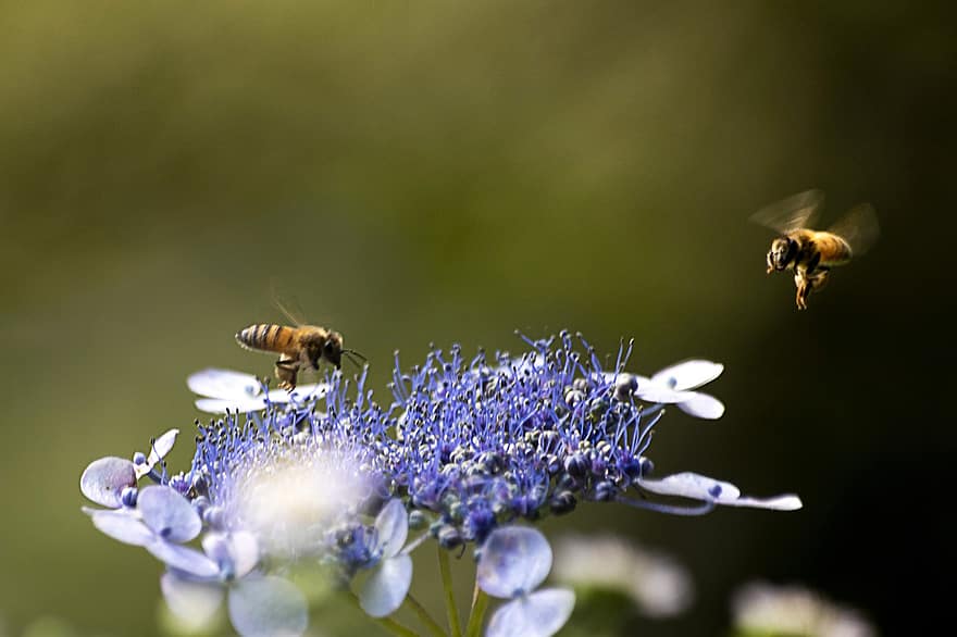 Blumen, Biene, Honig, Insekten, Blume, Natur, Pollen, Garten, Lavendel, Pflanzen, Sommer-