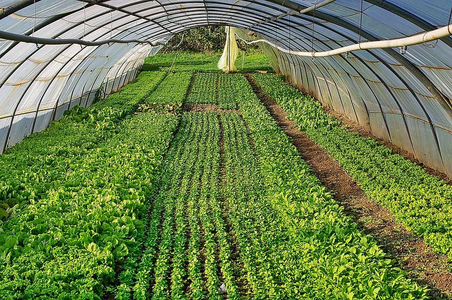 温室、野菜、オーガニック、農業、成長、工場、ファーム、鮮度、葉、緑色、植物学