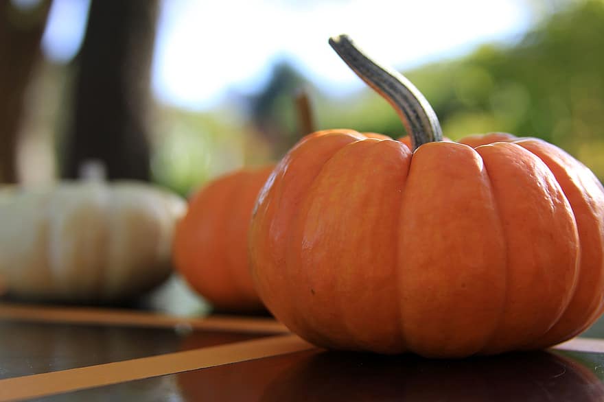 zucca, Halloween, ringraziamento, autunno, schiacciare, raccogliere, decorazione, verdure, agricoltura, decorativo, colorato