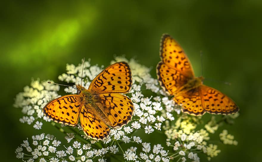 πεταλούδες, μικρότερο μαρμάρινο fritillary, λουλούδι, γονιμοποιώ άνθος, γονιμοποίηση, έντομα, φτερωτά έντομα, πεταλούδα φτερά, ανθίζω, άνθος, χλωρίδα