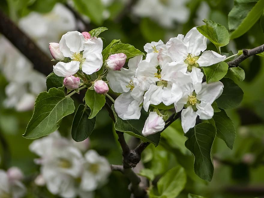 リンゴの木、フラワーズ、ブランチ、リンゴの花、白い花、芽、咲く、葉、工場、春、閉じる