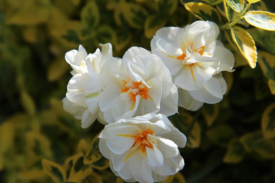 narciss, Dubbla påskliljor, påskliljor, vita blommor, kronblad, vita kronblad, blomma, flora, växter, blommande växter, vår