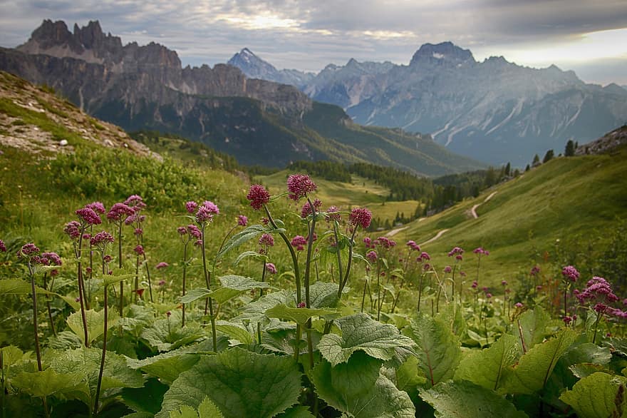 gėlė, augalai, kalnai, kalno