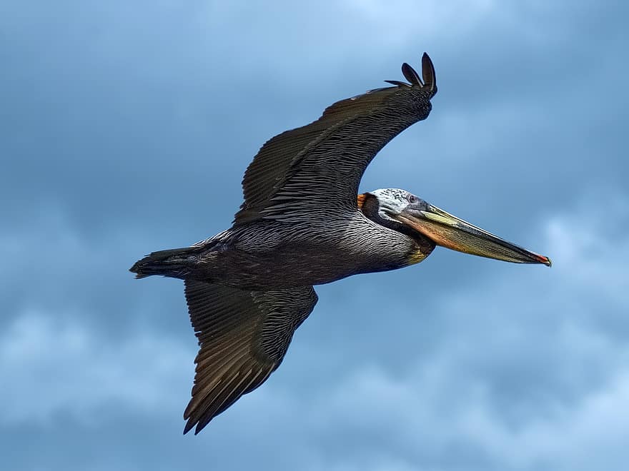 pelicano, pássaro, vôo, asas, bico, penas, plumagem, animal, céu
