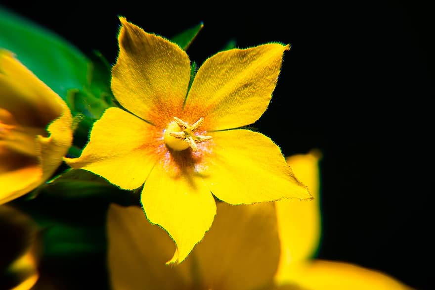 forår, pollen, gul, detalje, sæson, blomst, lilla, sol, biologi, eng, grøn