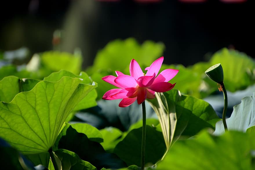lotus, bloem, lotusbloem, roze bloem, bloemblaadjes, roze bloemblaadjes, bloeien, bloesem, waterplant, flora, blad
