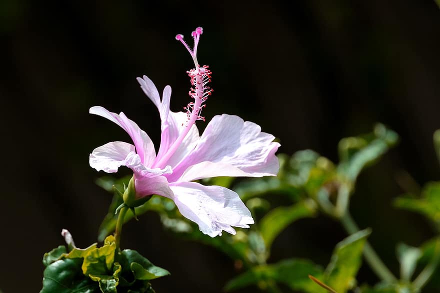 flor rosa, hibisco, hibisco rosa, flor, flora, naturaleza