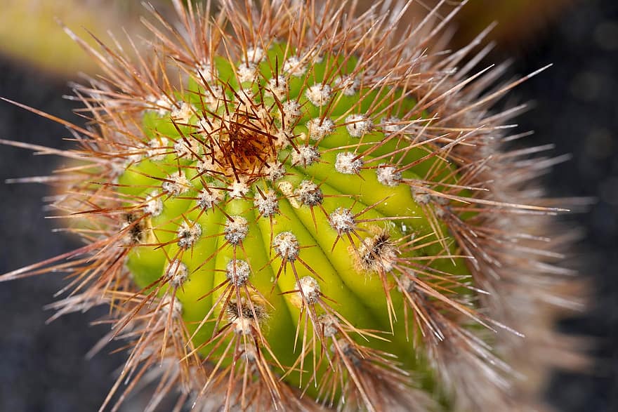 planta, cactus, botànica, macro, primer pla, color verd, espina, full, agut, estiu, agulla