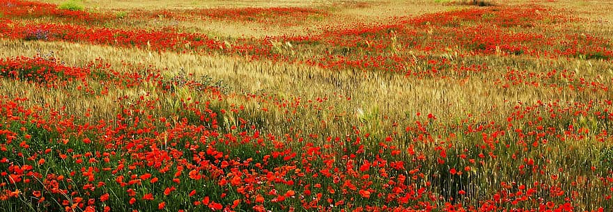 Poppies, Field, Nature, Flowers, Petals, Flora, Bloom, Blossom, Outdoors, Growth