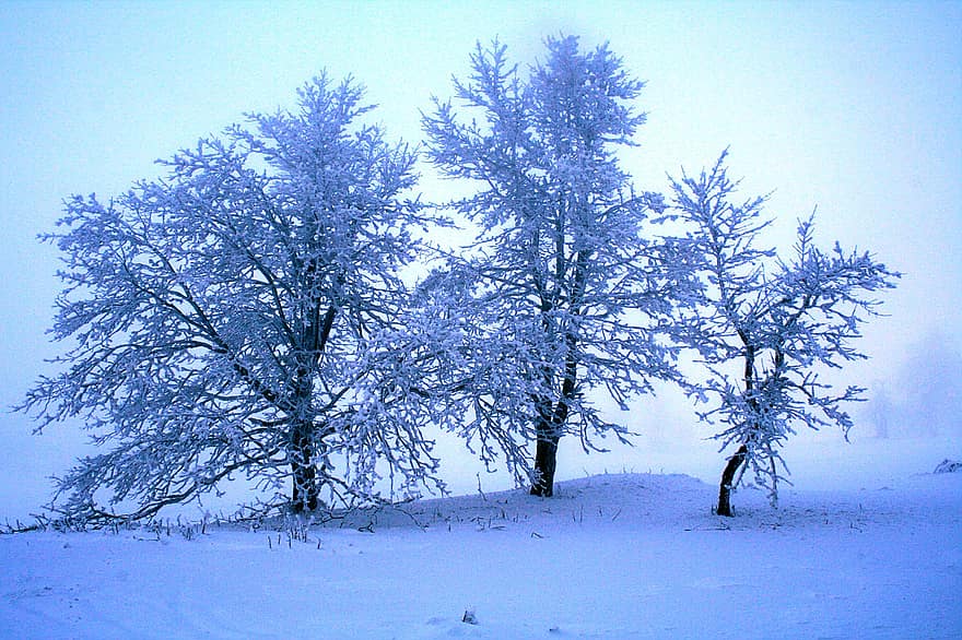 trær, snø, rimfrost, frost, iskald, vinter, vinterlandskap, natur, tre, skog, årstid