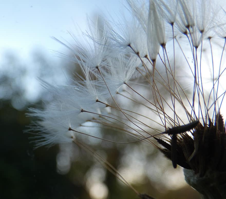 Dandelion, Flower, Seeds, Seed Head, Fluffy, Pointed Flower, Plant, Nature, close-up, macro, summer