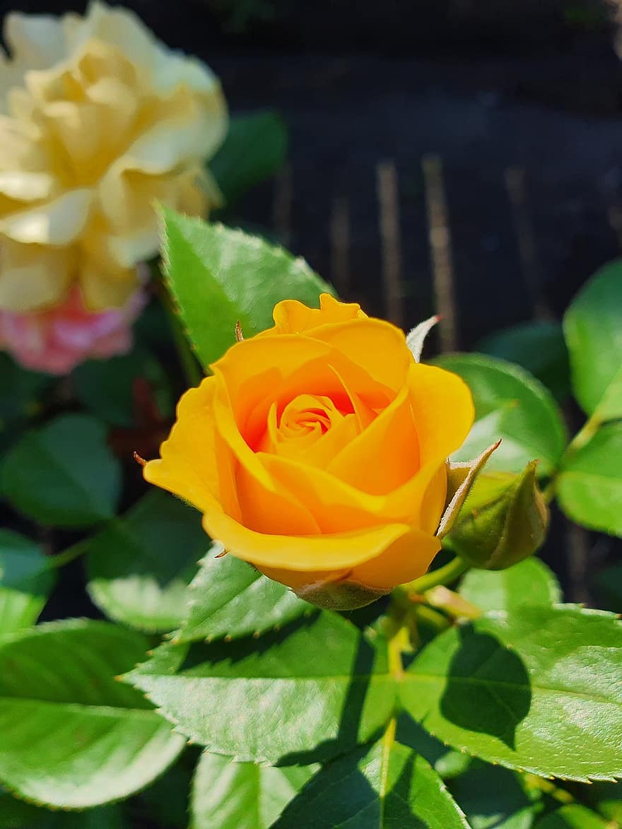 Rose, blomst, gul, skrattende, farve, buket