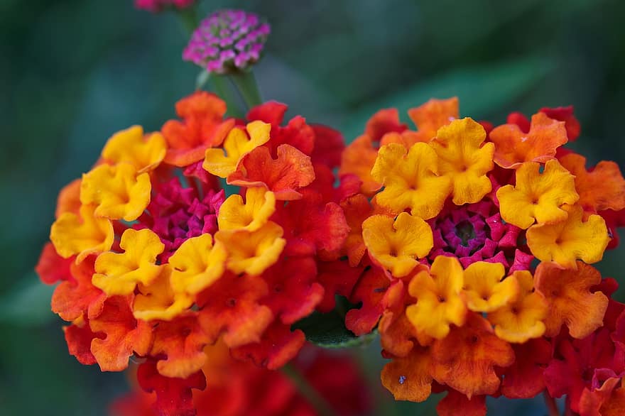 květ, barvitý, dekorativní, zahrada, Lantany, lantana květina, makro, detailní, oranžový, nachový