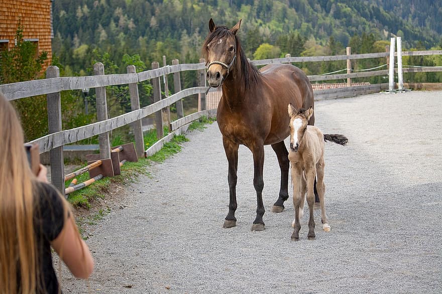 Horse, Pony, Foal, Mother Mare, Mare, Dun, Breeding, Horse Breed, Young Animal, Baby Animal, Coupling