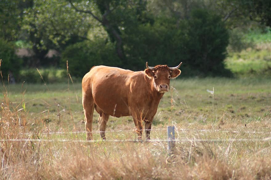 Cow, Cattle, Animal, Livestock, Pasture, Graze, Fence, Dairy Cattle, Agriculture, Farmyard, grass