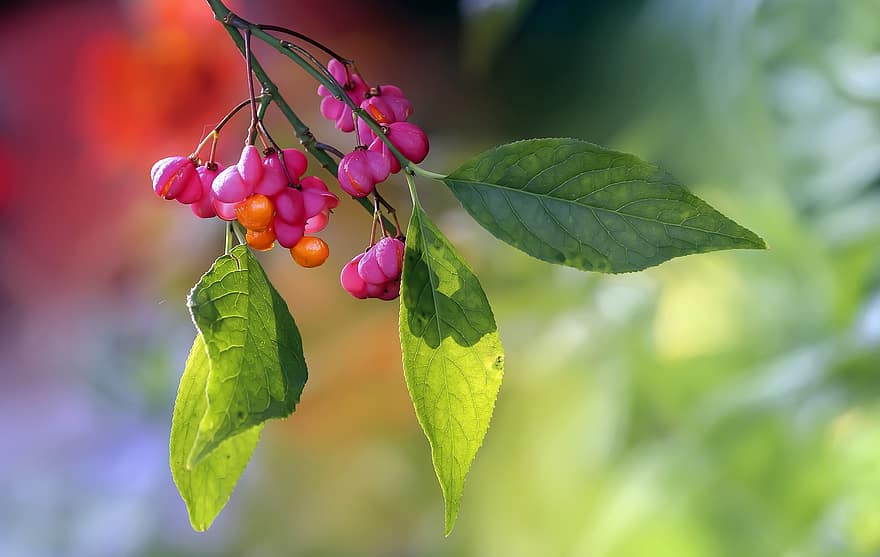 Berries, Fortune's Spindle, Winter Creeper, Nature, Fruits, Macro, leaf, green color, plant, summer, freshness