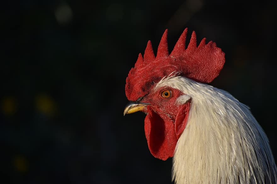 Cock, Animal, Chicken, Rooster, Cockerel, Male Bird, Male Chicken, Bird, Fowl, Poultry, Chicken Comb