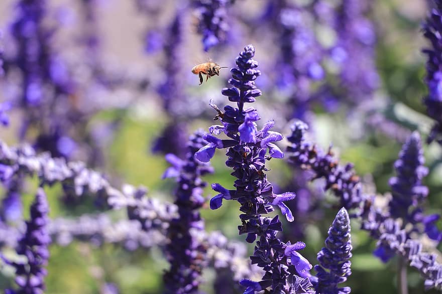 пчела, лаванда, цветы, лавандовое поле, Флора, завод, природа, сад