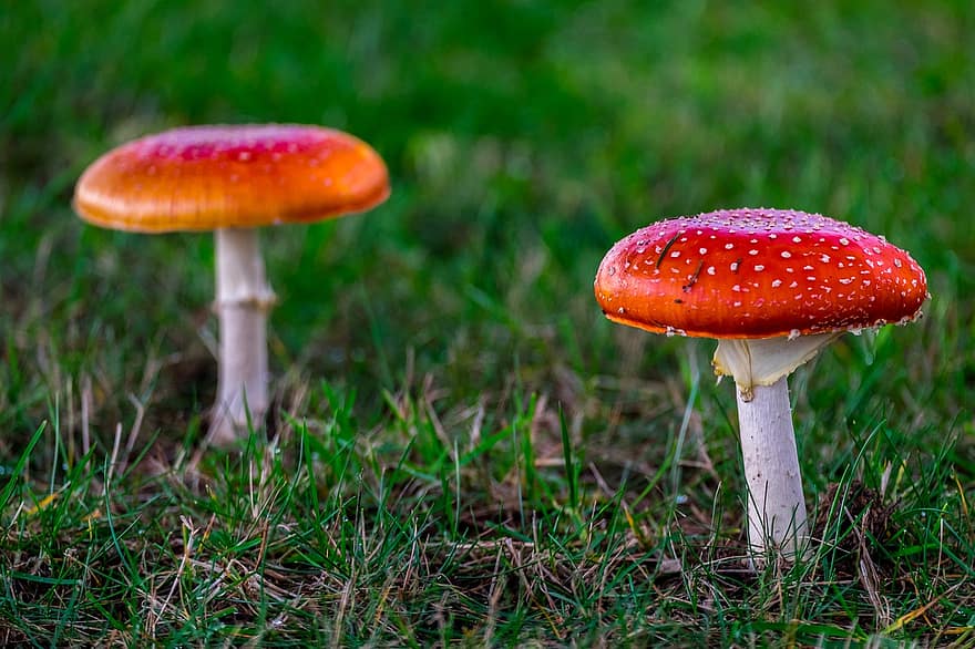 Mushroom, Amanita, Poisonous, Spotted, Forest, Autumn