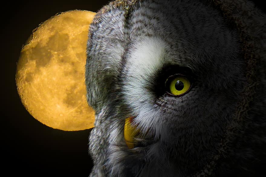 Owl, Bird, Full Moon, Nature, Night