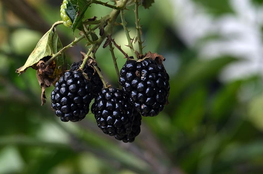 Black Berry, Fruit, close-up, leaf, freshness, food, plant, summer, organic, green color, ripe