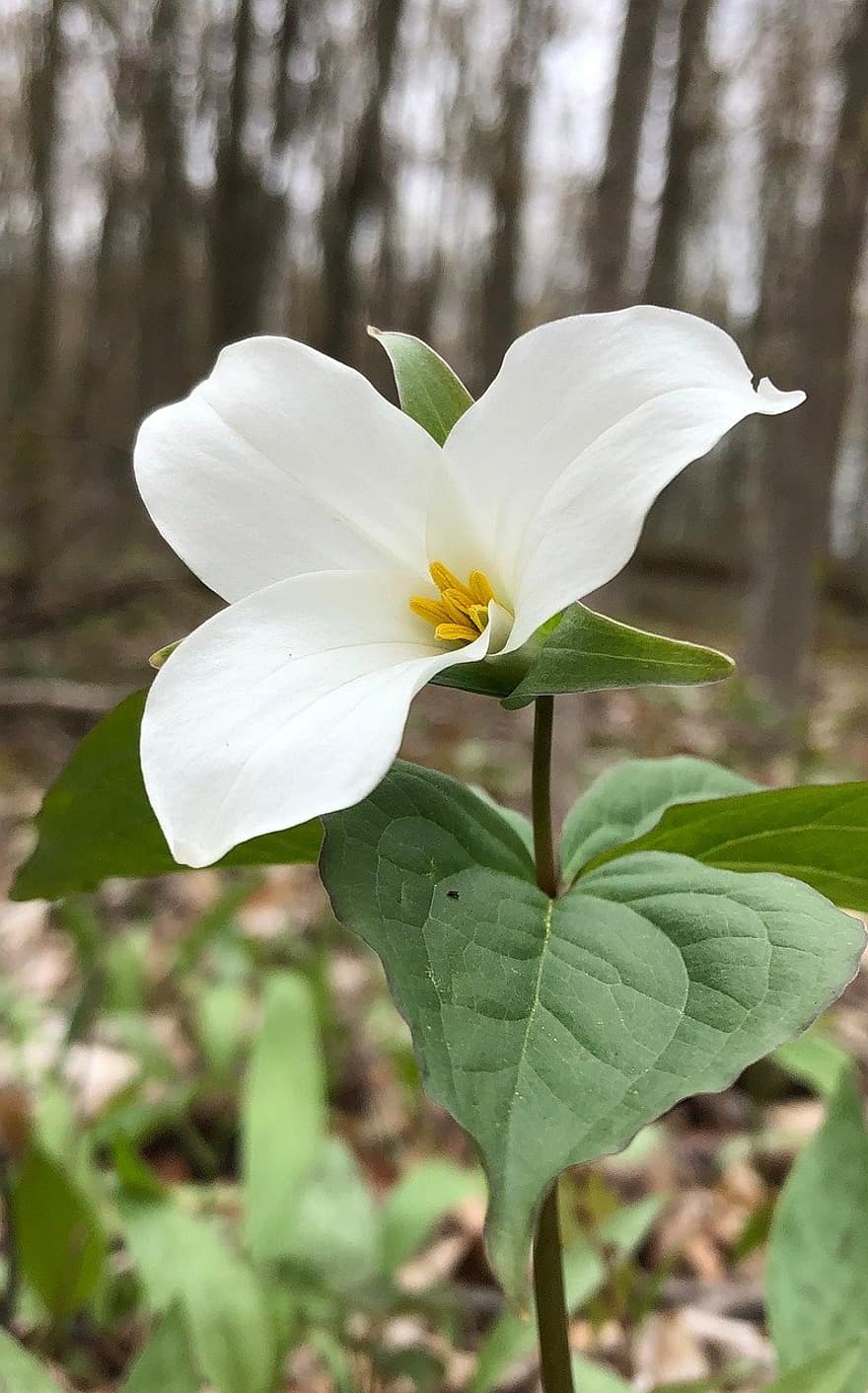 Trillium, Wakerobin, weiße Blume, Wald, Natur, Pflanze, Blume, Ontario, Kanada, Blatt, Nahansicht