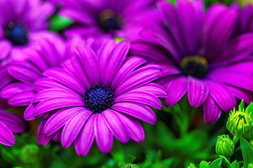 Cape Marguerite, Flowers, Garden, Purple Flowers, Petals, Purple Petals, Bloom, Blossom, Flora, Plants, close-up